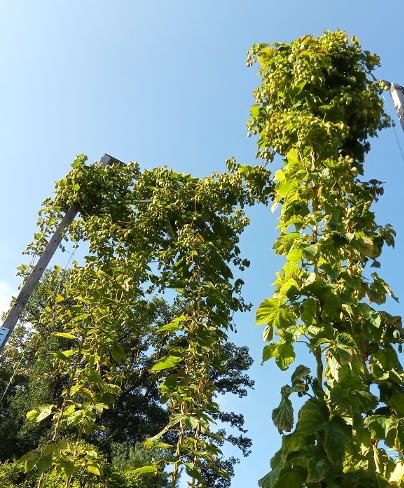hopfenpflanzen hopfenpflanzen